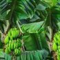 100 PCS Seeds Dwarf Banana Seeds Apple Green Skin