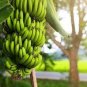 100 PCS Seeds Dwarf Banana Seeds Apple Green Skin