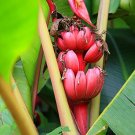 100 PCS Seeds Dwarf Banana Seeds Dark Red Skin