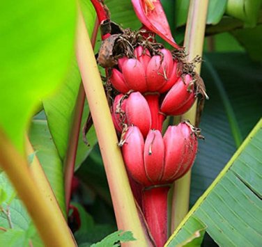 100 PCS Seeds Dwarf Banana Seeds Dark Red Skin