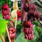 100 PCS Seeds Dwarf Banana Seeds Dark Red Skin