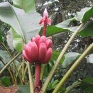 100 PCS Seeds Dwarf Banana Seeds Pink Skin 100 PCS Seeds Dwarf Banana Seeds Pink Skin