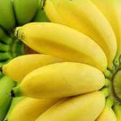 100 PCS Seeds Dwarf Banana Tree Seeds Hybrid Fruits