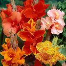 100 PCS Seeds Dwarf Bonsai Canna Lily Outdoor