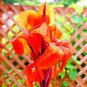 100 PCS Seeds Dwarf Bonsai Canna Lily Outdoor