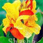 100 PCS Seeds Dwarf Bonsai Canna Lily Outdoor