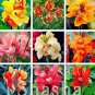 100 PCS Seeds Dwarf Bonsai Canna Lily Outdoor