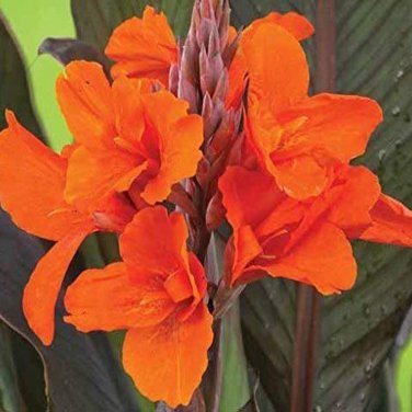100 PCS Seeds Dwarf Bonsai Canna Lily Outdoor Tropical Bronze Scarlet Foliage
