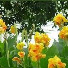 100 PCS Seeds Dwarf Bonsai Canna Lily Outdoor Tropical Bronze Scarlet Foliage Perennial