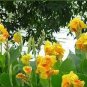 100 PCS Seeds Dwarf Bonsai Canna Lily Outdoor Tropical Bronze Scarlet Foliage Perennial