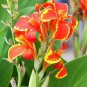 100 PCS Seeds Dwarf Bonsai Canna Lily Outdoor Tropical Bronze Scarlet Foliage Perennial