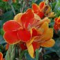 100 PCS Seeds Dwarf Bonsai Canna Lily Outdoor Tropical Bronze Scarlet Foliage Perennial