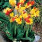 100 PCS Seeds Dwarf Bonsai Canna Lily Outdoor Tropical Bronze Scarlet Foliage Perennial