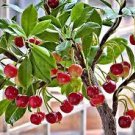 10 PCS Seeds Dwarf Cherry Tree Self- Fertile Fruit Tree Bonsai 10 PCS Seeds Dwarf Cherry Tree Self- Fertile Fruit Tree Bonsai