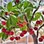 10 PCS Seeds Dwarf Cherry Tree Self- Fertile Fruit Tree Bonsai