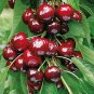 10 PCS Seeds Dwarf Cherry Tree Self- Fertile Fruit Tree Bonsai