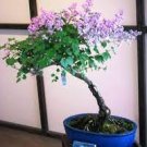 20 PCS Seeds Dwarf Lilac,Syringa meyeri Potted Flower Bonsai