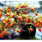 20 PCS Seeds Dwarf Persimmon Seeds Bonsai Mini Fruits
