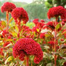 100 PCS Seeds Dwarf Plumed Cockscomb Seeds Balcony Garden Annial Flowers