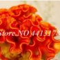 100 PCS Seeds Dwarf Plumed Cockscomb Seeds Balcony Garden Annial Flowers