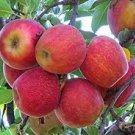10 PCS Seeds Dwarf Red Yellow Apple Tree