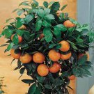 30 PCS Seeds Dwarf Standing Calamondin Citrus Orange Tree