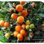 30 PCS Seeds Dwarf Standing Calamondin Citrus Orange Tree