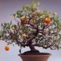 30 PCS Seeds Dwarf Standing Calamondin Citrus Orange Tree