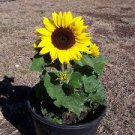 20 PCS Seeds Dwarf Sunflower Bonsai Indoor & Outdoor Dwarf Mini Sunflower Bonsai