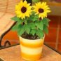 20 PCS Seeds Dwarf Sunflower Bonsai Indoor & Outdoor Dwarf Mini Sunflower Bonsai