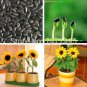 20 PCS Seeds Dwarf Sunflower Bonsai Indoor & Outdoor Dwarf Mini Sunflower Bonsai