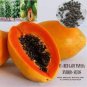 20 PCS Seeds Dwarf_Sweet Papaya
