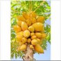 20 PCS Seeds Dwarf_Sweet Papaya