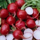 50 PCS Seeds Early Scarlet Radish Vegetables