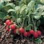 50 PCS Seeds Early Scarlet Radish Vegetables