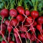 50 PCS Seeds Early Scarlet Radish Vegetables
