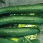 50 PCS Seeds Early Spring Burpless Hybrid Cucumber