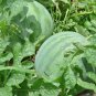 8 PCS Seeds Early-maturing 'landmine' Round Red Organic Watermelon