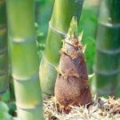 50 PCS Seeds Easy Grow Fresh Giant Moso Bamboo bonsais 50 PCS Seeds Easy Grow Fresh Giant Moso Bamboo bonsais