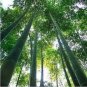 50 PCS Seeds Easy Grow Fresh Giant Moso Bamboo bonsais