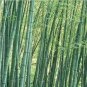 50 PCS Seeds Easy Grow Fresh Giant Moso Bamboo bonsais
