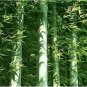 50 PCS Seeds Easy Grow Fresh Giant Moso Bamboo bonsais