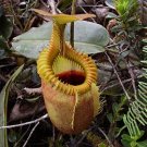 200 PCS Seeds Eating Mosquito Carnivorous Plants Nepenthes 200 PCS Seeds Eating Mosquito Carnivorous Plants Nepenthes