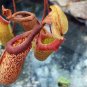 200 PCS Seeds Eating Mosquito Carnivorous Plants Nepenthes