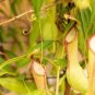 200 PCS Seeds Eating Mosquito Carnivorous Plants Nepenthes