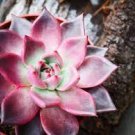 20 PCS Seeds Echeveria Agavoides 20 PCS Seeds Echeveria Agavoides