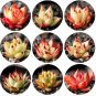 20 PCS Seeds Echeveria Agavoides