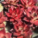 50 PCS Seeds Echeveria agavoides Romeo Rubin Succulent Plant 50 PCS Seeds Echeveria agavoides Romeo Rubin Succulent Plant