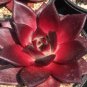 50 PCS Seeds Echeveria agavoides Romeo Rubin Succulent Plant