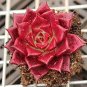 50 PCS Seeds Echeveria agavoides Romeo Rubin Succulent Plant